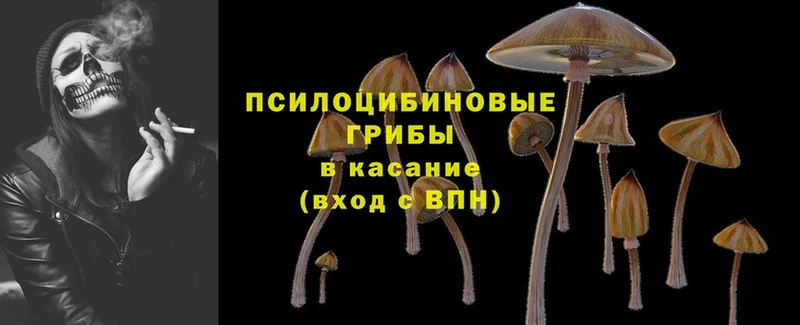 Псилоцибиновые грибы Psilocybine cubensis  Тарко-Сале 